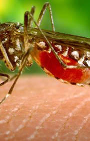 ZIKA virus can cause birth defects ZIKA virus can cause birth defects